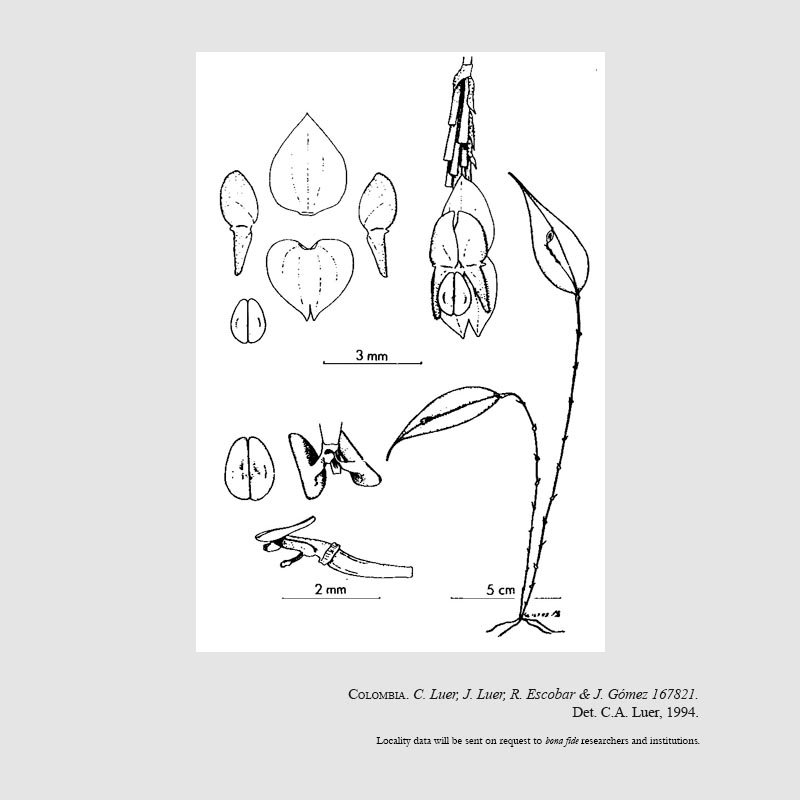 Lephanthes meleagris